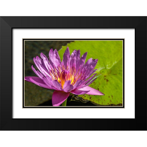 Cape Blue Water lily Black Modern Wood Framed Art Print with Double Matting by Engelbrecht, Jim