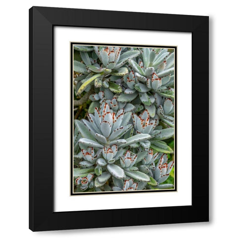 Chocolate Soldier Kalanchoe Black Modern Wood Framed Art Print with Double Matting by Engelbrecht, Jim