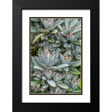 Chocolate Soldier Kalanchoe Black Modern Wood Framed Art Print with Double Matting by Engelbrecht, Jim