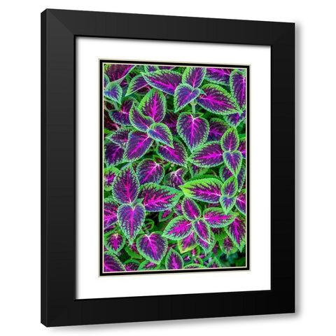 Coleus plant Black Modern Wood Framed Art Print with Double Matting by Engelbrecht, Jim