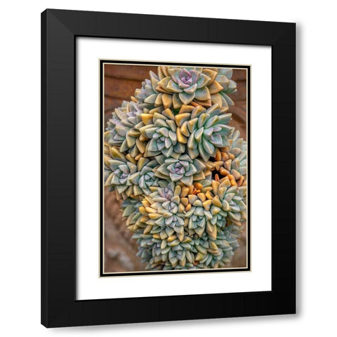 Crassulaceae-succulent Black Modern Wood Framed Art Print with Double Matting by Engelbrecht, Jim