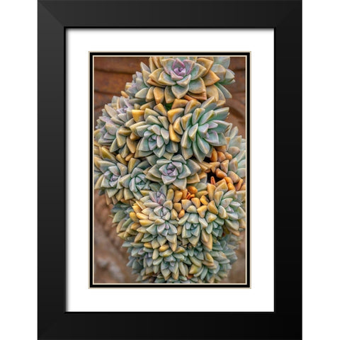 Crassulaceae-succulent Black Modern Wood Framed Art Print with Double Matting by Engelbrecht, Jim