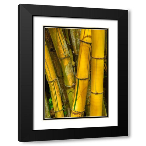 Detail of golden bamboo Black Modern Wood Framed Art Print with Double Matting by Engelbrecht, Jim