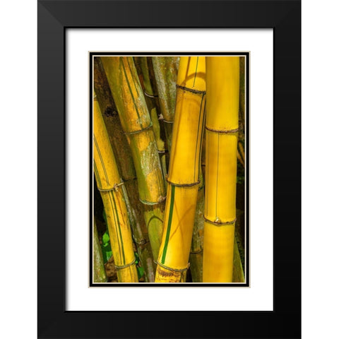 Detail of golden bamboo Black Modern Wood Framed Art Print with Double Matting by Engelbrecht, Jim