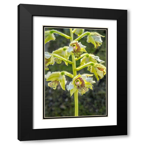 Exotic Orchid Black Modern Wood Framed Art Print with Double Matting by Engelbrecht, Jim