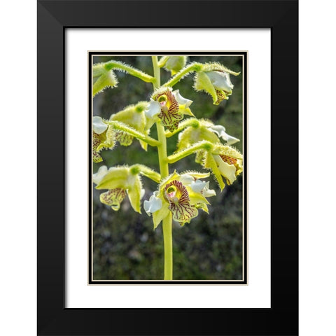 Exotic Orchid Black Modern Wood Framed Art Print with Double Matting by Engelbrecht, Jim