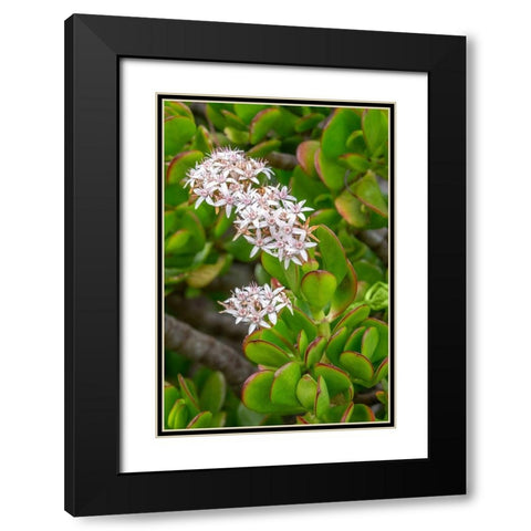 Flowering Stonecrop Black Modern Wood Framed Art Print with Double Matting by Engelbrecht, Jim