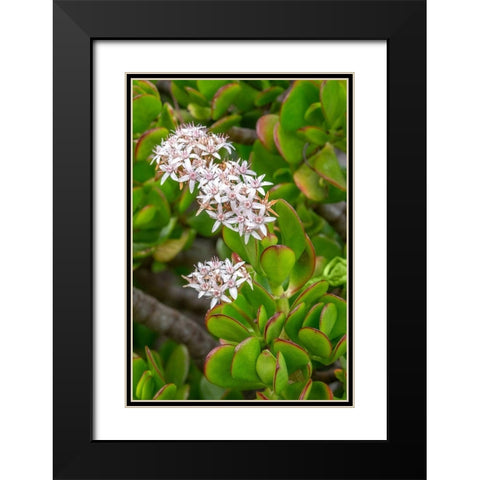 Flowering Stonecrop Black Modern Wood Framed Art Print with Double Matting by Engelbrecht, Jim