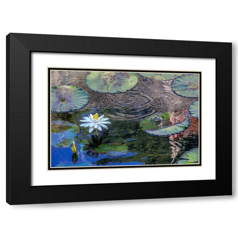 Frogs among Woods White Knight lilies Black Modern Wood Framed Art Print with Double Matting by Engelbrecht, Jim