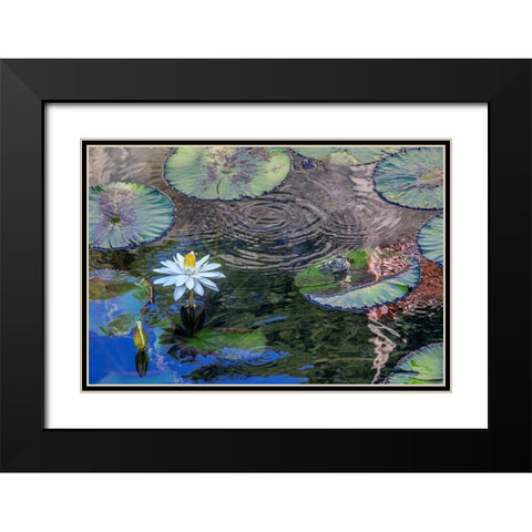 Frogs among Woods White Knight lilies Black Modern Wood Framed Art Print with Double Matting by Engelbrecht, Jim