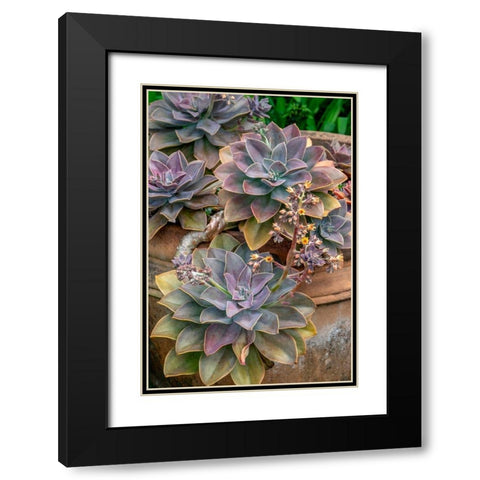Ghost plant-succulent in a clay pot Black Modern Wood Framed Art Print with Double Matting by Engelbrecht, Jim