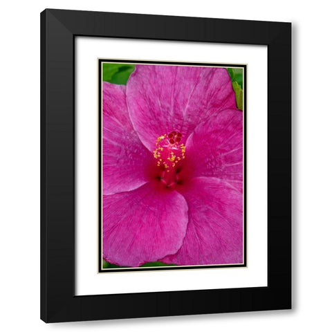 Hibiscus Black Modern Wood Framed Art Print with Double Matting by Engelbrecht, Jim