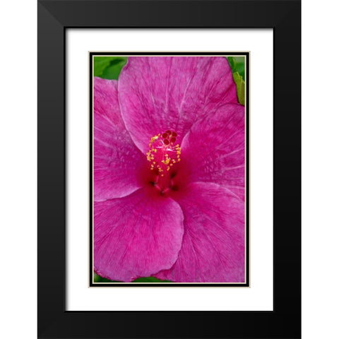 Hibiscus Black Modern Wood Framed Art Print with Double Matting by Engelbrecht, Jim