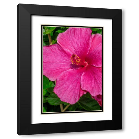 Hibiscus Black Modern Wood Framed Art Print with Double Matting by Engelbrecht, Jim