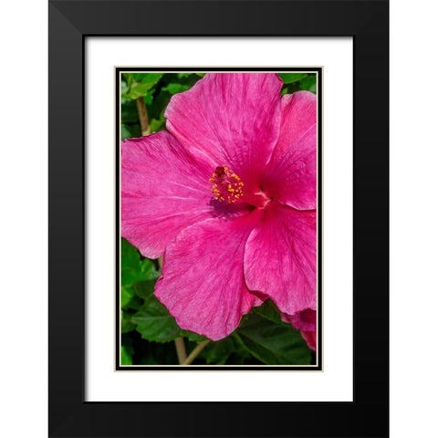 Hibiscus Black Modern Wood Framed Art Print with Double Matting by Engelbrecht, Jim