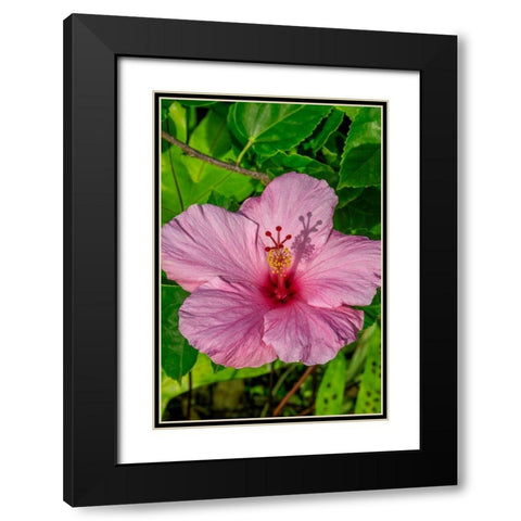 Hibiscus Black Modern Wood Framed Art Print with Double Matting by Engelbrecht, Jim