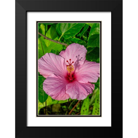 Hibiscus Black Modern Wood Framed Art Print with Double Matting by Engelbrecht, Jim