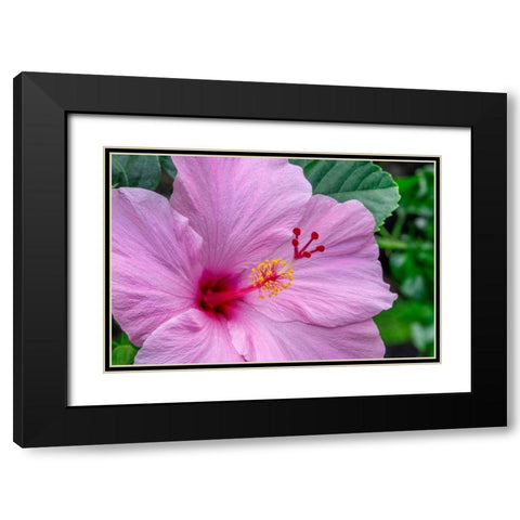 Hibiscus Black Modern Wood Framed Art Print with Double Matting by Engelbrecht, Jim