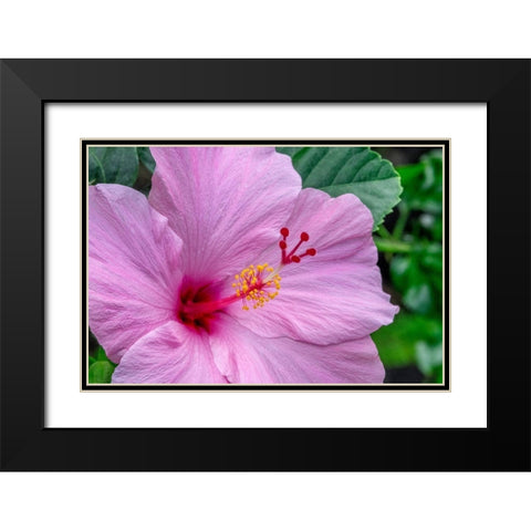 Hibiscus Black Modern Wood Framed Art Print with Double Matting by Engelbrecht, Jim