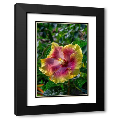 Hibiscus flower Black Modern Wood Framed Art Print with Double Matting by Engelbrecht, Jim