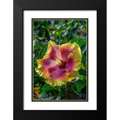 Hibiscus flower Black Modern Wood Framed Art Print with Double Matting by Engelbrecht, Jim