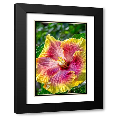 Hibiscus flower Black Modern Wood Framed Art Print with Double Matting by Engelbrecht, Jim