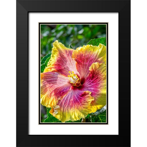 Hibiscus flower Black Modern Wood Framed Art Print with Double Matting by Engelbrecht, Jim
