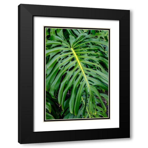Hurricane Plant Black Modern Wood Framed Art Print with Double Matting by Engelbrecht, Jim