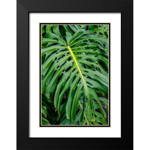 Hurricane Plant Black Modern Wood Framed Art Print with Double Matting by Engelbrecht, Jim