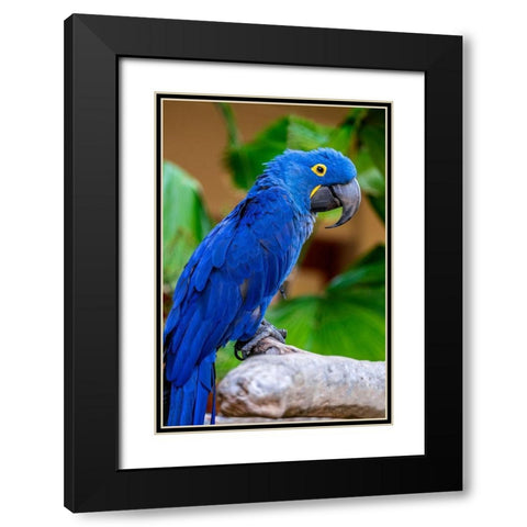 Hyacinth Macaw Black Modern Wood Framed Art Print with Double Matting by Engelbrecht, Jim