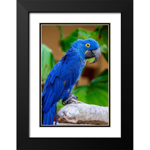 Hyacinth Macaw Black Modern Wood Framed Art Print with Double Matting by Engelbrecht, Jim