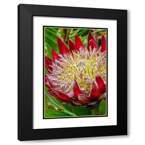 King Protea flower Black Modern Wood Framed Art Print with Double Matting by Engelbrecht, Jim