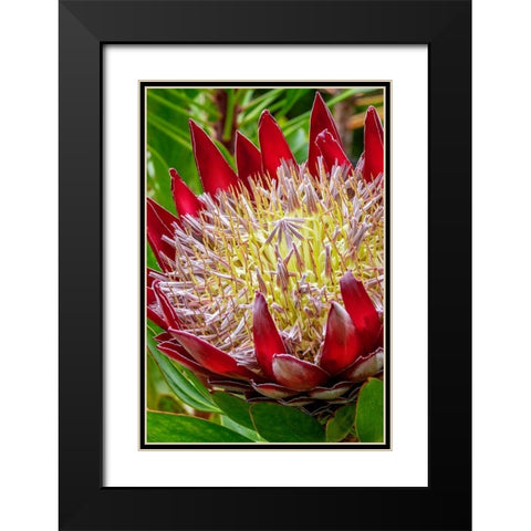 King Protea flower Black Modern Wood Framed Art Print with Double Matting by Engelbrecht, Jim