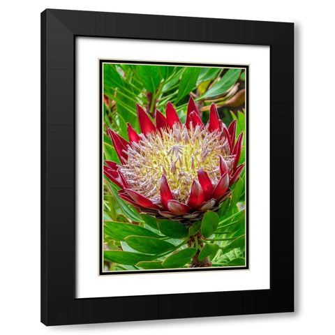 King Protea flower Black Modern Wood Framed Art Print with Double Matting by Engelbrecht, Jim