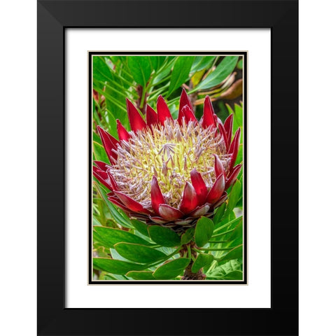 King Protea flower Black Modern Wood Framed Art Print with Double Matting by Engelbrecht, Jim