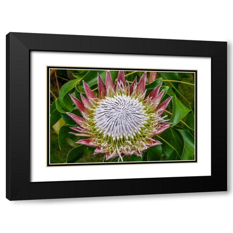 King Protea flower Black Modern Wood Framed Art Print with Double Matting by Engelbrecht, Jim