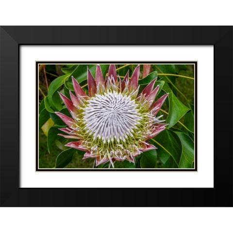 King Protea flower Black Modern Wood Framed Art Print with Double Matting by Engelbrecht, Jim