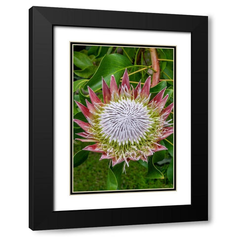 King Protea flower Black Modern Wood Framed Art Print with Double Matting by Engelbrecht, Jim