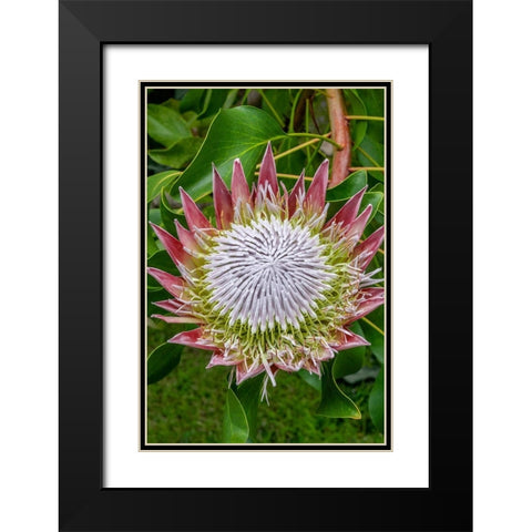 King Protea flower Black Modern Wood Framed Art Print with Double Matting by Engelbrecht, Jim