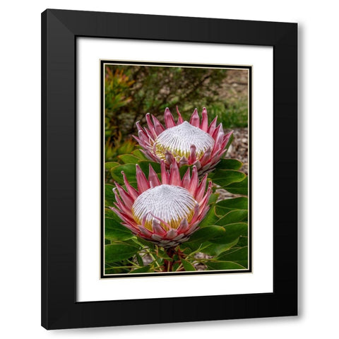 King Protea flower Black Modern Wood Framed Art Print with Double Matting by Engelbrecht, Jim