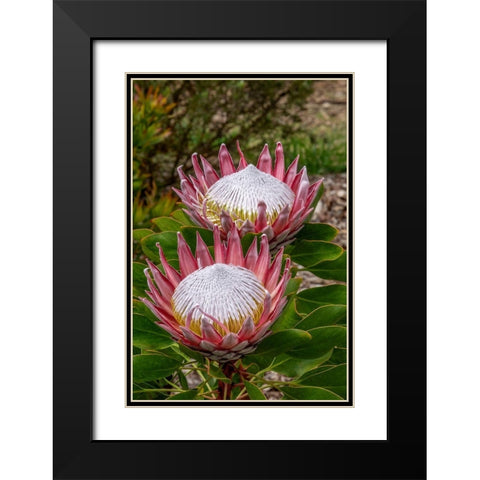King Protea flower Black Modern Wood Framed Art Print with Double Matting by Engelbrecht, Jim