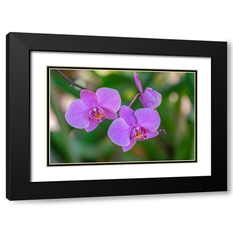 Moth Orchid Black Modern Wood Framed Art Print with Double Matting by Engelbrecht, Jim