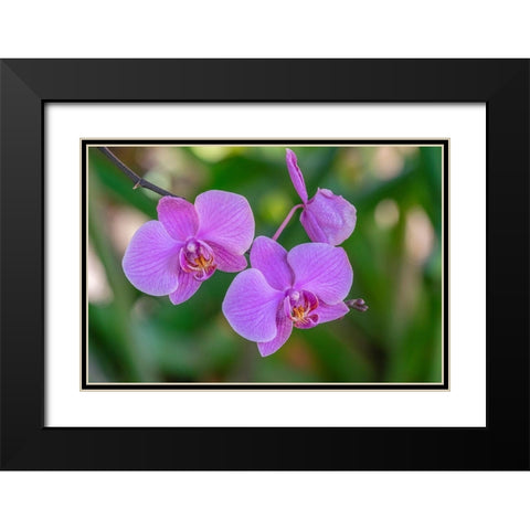 Moth Orchid Black Modern Wood Framed Art Print with Double Matting by Engelbrecht, Jim