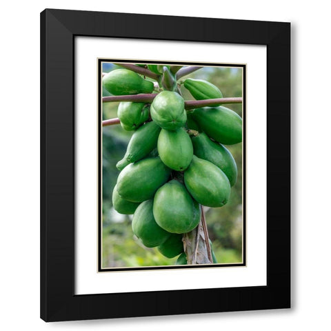 Papaya tree Black Modern Wood Framed Art Print with Double Matting by Engelbrecht, Jim