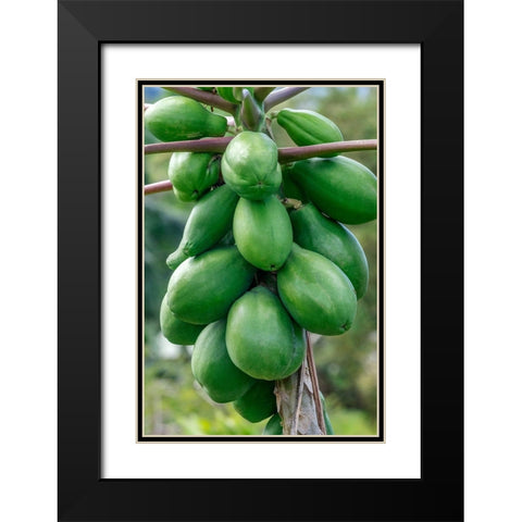 Papaya tree Black Modern Wood Framed Art Print with Double Matting by Engelbrecht, Jim