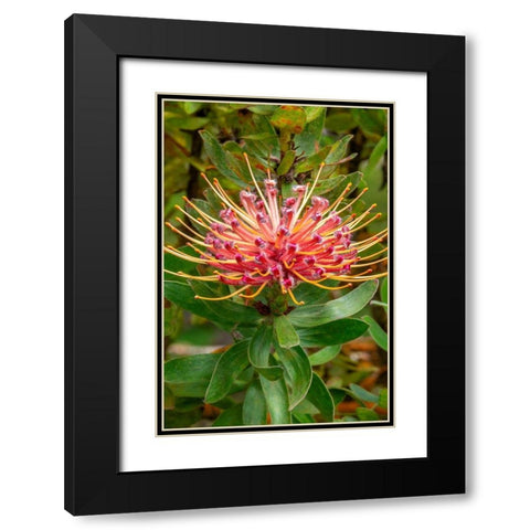 Pincushion flower Black Modern Wood Framed Art Print with Double Matting by Engelbrecht, Jim