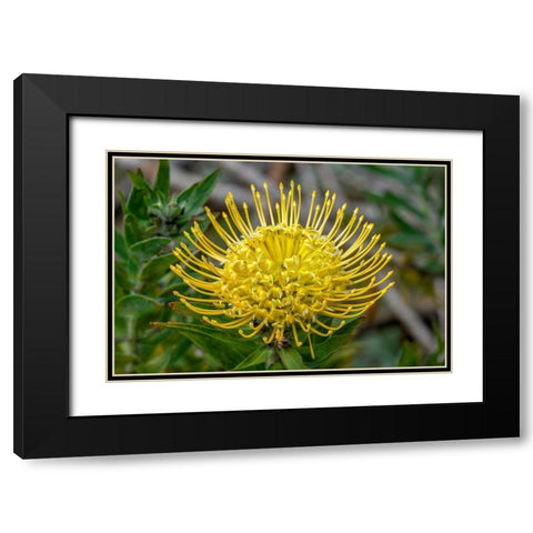 Pincushion flower Black Modern Wood Framed Art Print with Double Matting by Engelbrecht, Jim