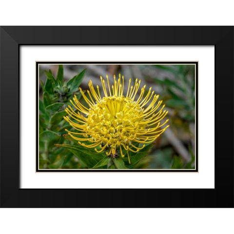 Pincushion flower Black Modern Wood Framed Art Print with Double Matting by Engelbrecht, Jim