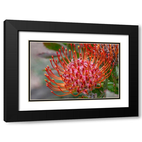 Pincushion flower Black Modern Wood Framed Art Print with Double Matting by Engelbrecht, Jim