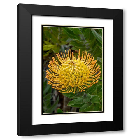 Pincushion flower Black Modern Wood Framed Art Print with Double Matting by Engelbrecht, Jim